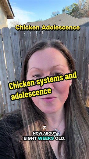 Now chickens are entering into adolescence. Their systems are growing and changing as they begin to mature. #chickentok #systems #chickenhealth #poultry #backyardchickens