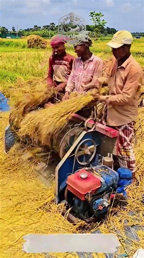 Rice Threshing Process Using a Modern Thresher Machine for Efficient Post-Harvest Operations