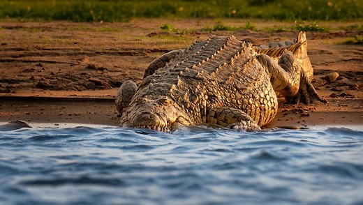 Is Gustave The Killer Croc Dead? Notorious Crocodile Accused Of 300 Deaths Is Surrounded By Legend