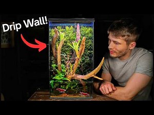 The Drip Wall Cherry Shrimp Paludarium