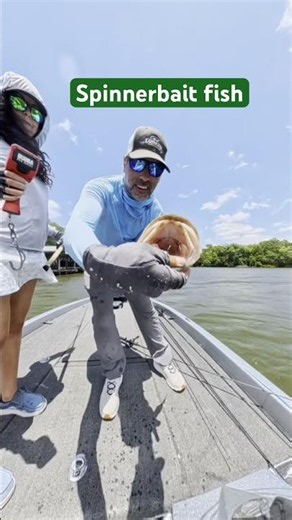 Fishing for bigs with spinnerbaits. #lunkerdatabase #fishing