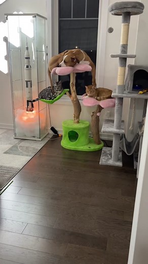 She eats cat poop and starts moving different 🤣