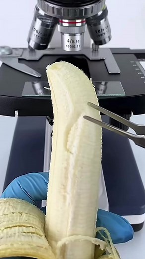 #microscopio #foryou #viral | microscope