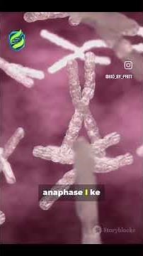 Chiasmata ✖️ in meiosis = crossing over + genetic variation! Learn how diversity begins #BioByPriti