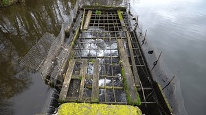 Échelle à poissons dans une rivière : vidéo de stock (100 % libre de droit) 3973808847 | Shutterstock