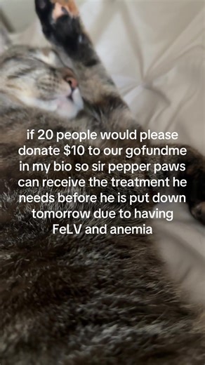 Pepper (@sirpepperpawz)’s videos with original sound - random_stuff