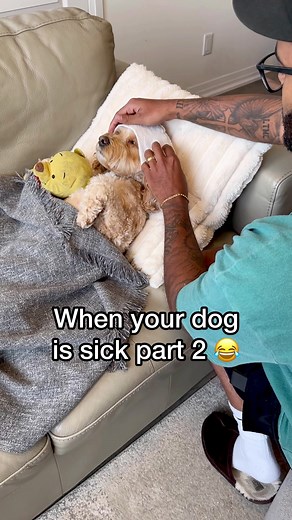 LunaTheMiniCockapoo su TikTok