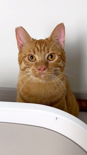 127K views · 607 reactions | Cat and litter box problems #cats #catscatscats #catsofinstagram #ginger #gingercat #gingercats #catsofinstagram #litterbox #catsbeingcats #funny #funnycats @heyitsgingerandpepper have the same problem? | NiceRascals cats | Facebook