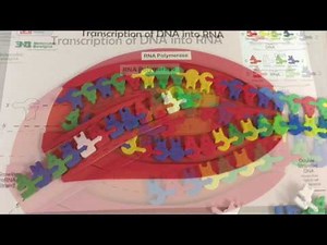 Protein Synthesis modeling