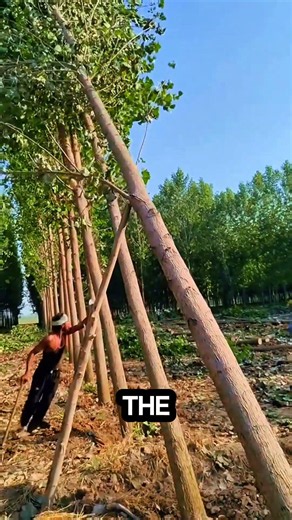 these trees fell in sequence #logging #chainsaw #sawblade