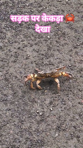 सड़क पर केकड़ा 🦀 देखा #crab