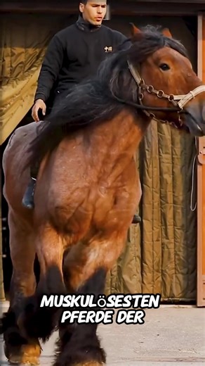 Die stärksten Pferde der Welt: Überraschende Rekorde