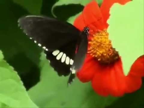 Dios hizo - Cantos para Niños - Cantos Adventistas