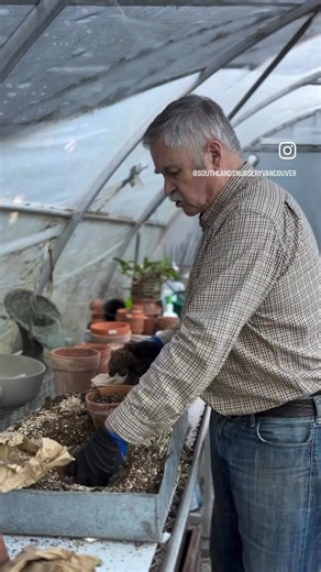 Start your begonia tubers now. Tom has begun potting up his Blackmore and Langdon begonias in the greenhouse. Pro tip: To find the top of a begonia tuber, look for the concave (dished or hollow) side, which resembles a small bowl; this is the top where sprouts will emerge, while the rounded, convex side is the bottom where roots grow, so plant the tuber with the hollow side facing up, just barely covering it with soil. For more videos on saving and growing begonias like these, check out our high