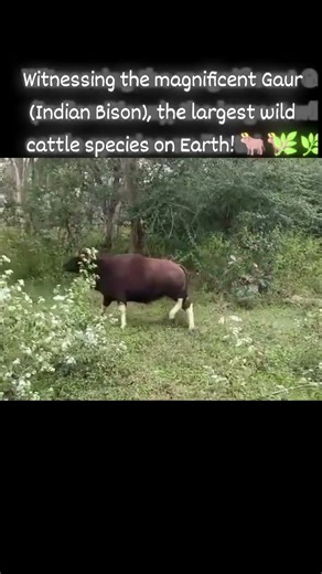 Witnessing the magnificent Gaur (Indian Bison), the largest wild cattle species on Earth! 🐂 🌿