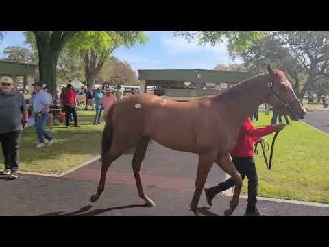Scenes from the 2024 March OBS Thoroughbred Auction