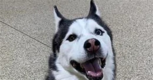 Police search for Palmetto Bay man after Colorado airman’s dog dies in care
