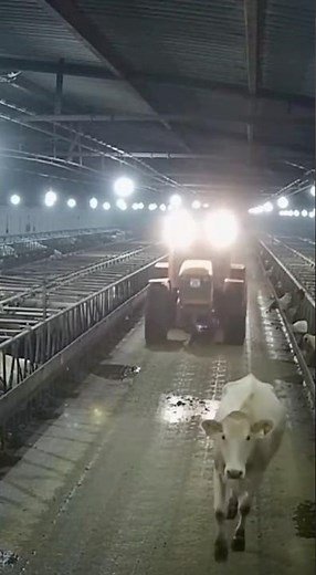 Tractor Runs Over Cow! 🐄🚨 Shock on the Farm!