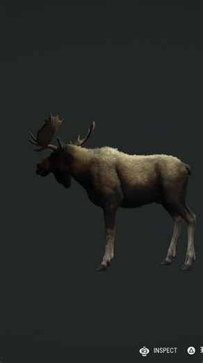 I killed a nice moose 🫎 #Hunter call of the wild. Moose #deer