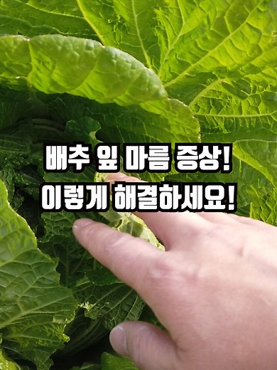 배추 잎 타는 증상 해결하기