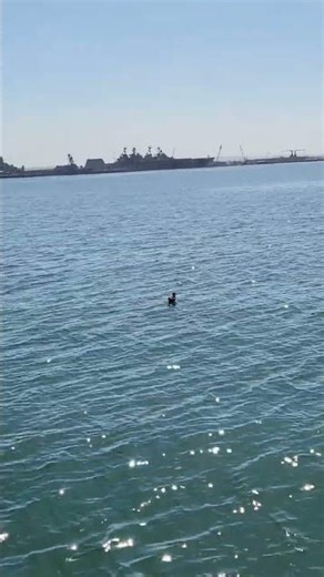 Halberg Rassy 352 Sailing San Diego