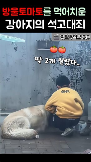 소년의 방울 토마토를 먹어치운 강아지의 사과(석고대죄) #강아지 #반려견 #동물 #웃긴영상