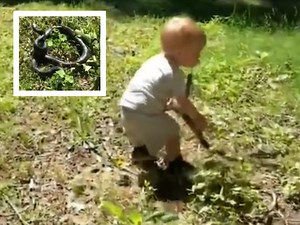 Toddler picks up snake after mistaking it for a stick