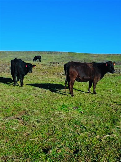 they’re booked and busy ✨️ #fyp | flights booked