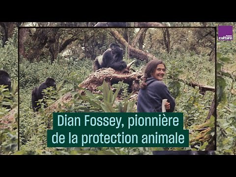 Dian Fossey, pionnière de la protection animale - #CulturePrime
