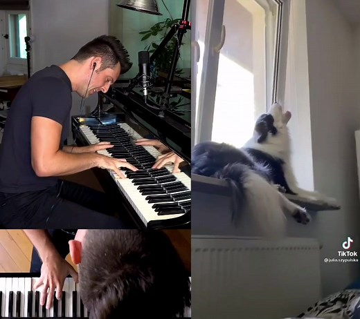 Tragic doggo opera🐕 #fypシ #foryou #foryoupage #dog #dogsofttiktok #pianotok #cleargenius #shein #opera Thanks @tzaudious for the Stellar X2🎙
