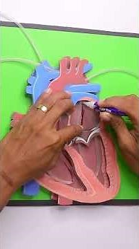 Heart model 🫀 #crafts #kids #diy #heart #model #anatomy