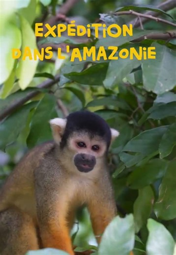 meilleure expérience voyage de 2026🐊🦋 @🐒JAJA TOURS🎣 #amazonie #voyage #jungle #amazonrainforest #backpacking