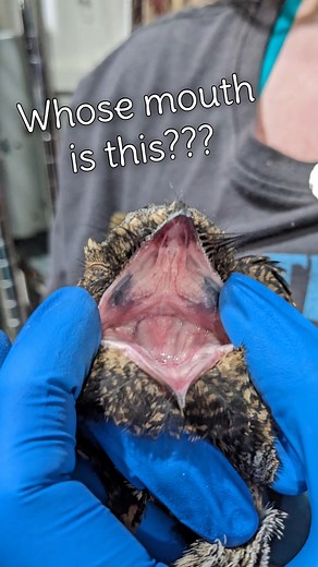 14K views · 304 reactions | Meet the Eastern Whippoorwill!...