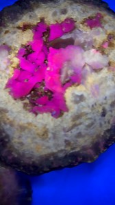 Geodes with a 310 black light / UV from the live opening @ our world headquarters in Kahoka mo. This are fabulous keokuk geode site finds in saint Francisville Missouri. KeokukGeodes | KeokukGeodes