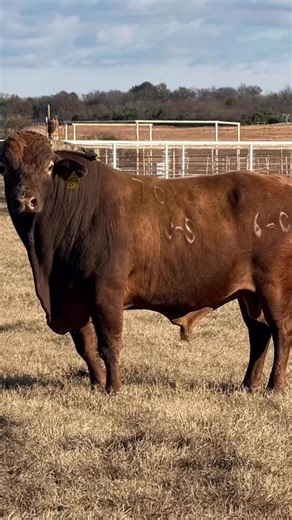 It’s about that time! #NFR2025 Sutton Rodeo Inc. Dallas Schott Zane Walker Chance Schott Sierra Schott | Broken Arrow S Ranch/ Schott Ranch