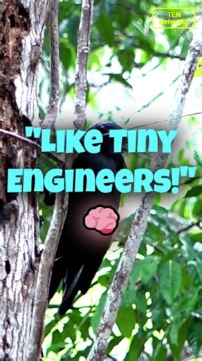 New Caledonian Crow Uses META-TOOL in Wild! 😱 2026 Footage Blows Minds #Shorts
