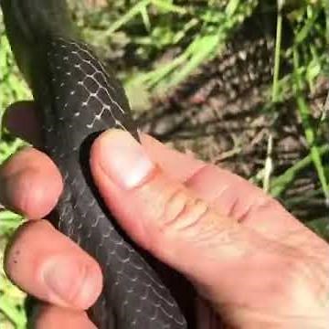 Huge 6 Foot Black Racer Caught By Snake Catching Professional in Jacksonville, Florida