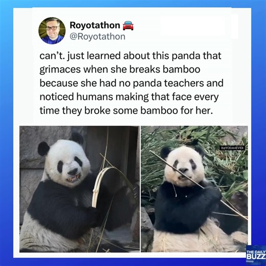 I can't either 😂😍 #ViralSnap | The Daily Buzz