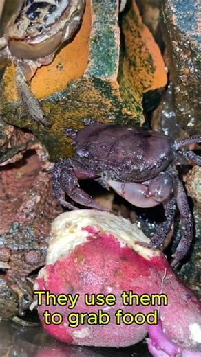 The Secret of Crab Claws