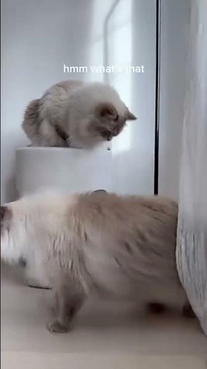 Acana Wild Prairie Cat Food - Real ingredients for real carnivores. 🐈