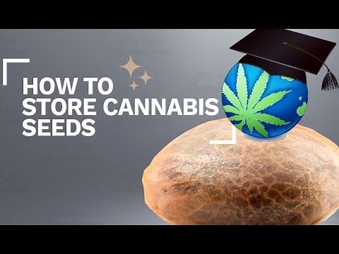 How To Store Cannabis Seeds LONG-TERM + Where My Best Breeders Episode Went