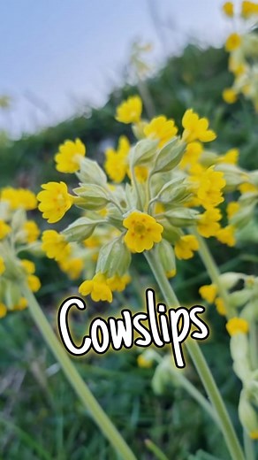 Cowslips: The Beautiful Wildflower with Ancient Healing Powers! 🌸 Cowslips aren’t just pretty wildflowers—they’ve been used for centuries as a powerful herbal remedy! Traditionally, cowslips were valued for their calming, anti-inflammatory, and pain-relieving properties, making them a go-to plant in ancient medicine. But did you know they were also linked to folklore and love spells? In this short video, discover how to identify cowslips, their fascinating history, medicinal benefits, and their