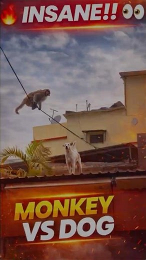 Monkey vs Dog 🐒🐕 Who Will Win ? Funny reaction 😱🤣😍 #monkey #dog #animals #funnyanimals #shorts