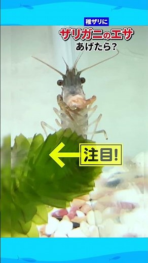ザリガニのエサを狙うエビ #青いアメリカザリガニ #crayfish #アメリカザリガニ