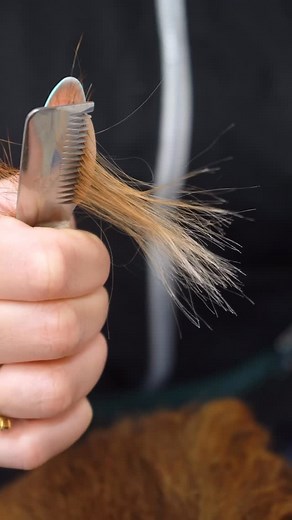 Hackney Barkers | Dog Grooming on Instagram: "In this dog grooming tutorial, we’re showing how to hand strip a wire-haired dachshund the right way. It’s the best trick for keeping their coat looking great and holding its natural texture and color! #doggrooming #dachshund"