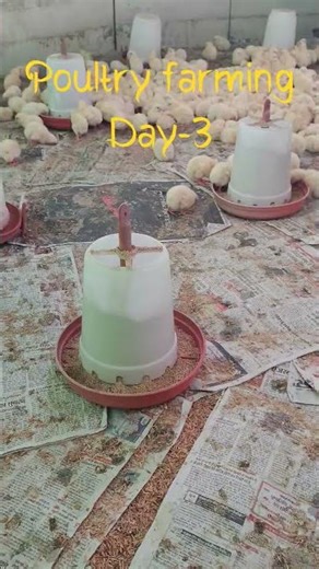 Broiler Poultry Farming Day-3 #broilerfarming