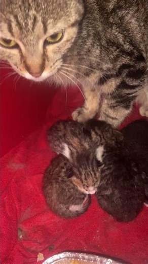 Cute newborn kittens. Their mother cat is protecting them. #shorts