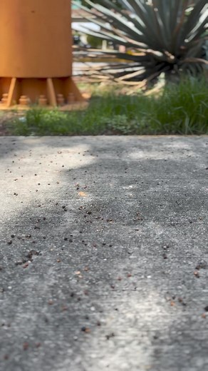 5.3K views · 23 reactions | Modelo MIGUE PYTHON TAUPE.  Tallas disponibles, envíos a todo México  USA  Canadá  Contáctanos por WhatsApp para atención rápida y personalizada. ✨+524775873746 #vaqueros #botas #cowboys | Del Rancho Boots | Facebook