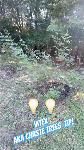 QUICK TIP on Chaste Trees AKA Vitex Angus-Castas! #lawnlife #lawncare #landscaping