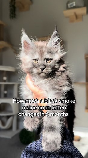 The Transformation of a Black Smoke Maine Coon Kitten